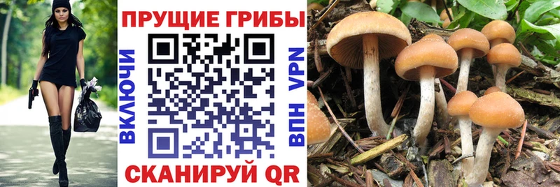 Псилоцибиновые грибы Cubensis  Купить где  Трёхгорный 